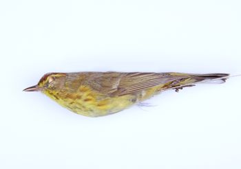 Media type: image;   Ornithology 294388 Description: Dendroica palmarum;  Aspect: lateral